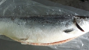 лосось чилийский #1624023