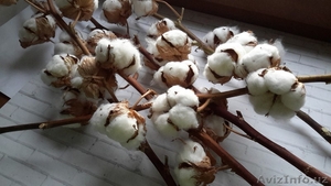 Куплю хлопковую коробочку #1626075