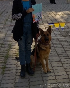 Очаровательные Щенки немецкой овчарки #1629049