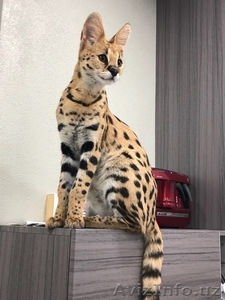 Сервал #1630119