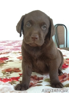 Продаются породистые щенки лабрадора ретривера,  цвет- шоколад #1631842