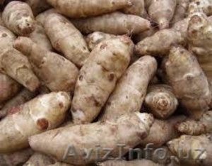 Продается семена Тапинамбура #1632568