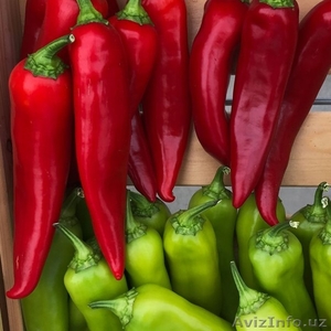 Острый перец оптом и в розницу #1634611