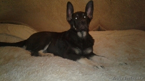 Продаются щенки Восточно-Европейской овчарки #1642959