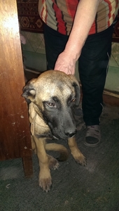 отдам бесплатно щенка-мальчика #1649518