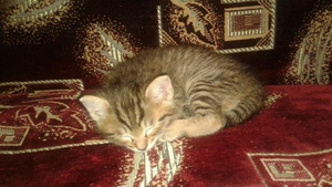 Отдам в хорошие руки котят #1651239