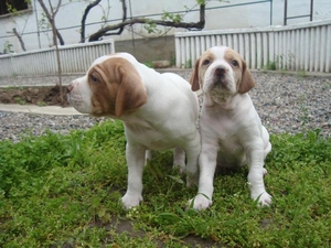 щенки английского пойнтера для охоты #1652836