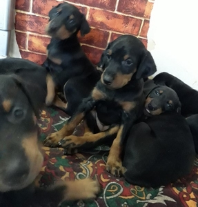 Доберман #1653425