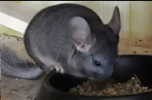продаются шиншилята #1659233