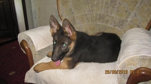 чистокровный щенок немецких овчарок #1656954