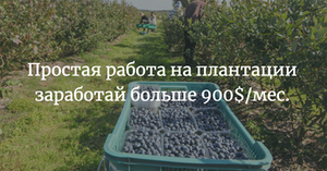 Работник на плантации малины,  ежевики,  борувки (черники) #1660792