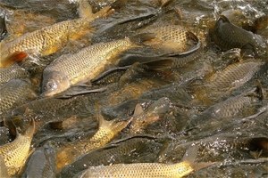 Продажа Рыбы Оптом #1671155