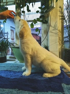 Щенки породы САО (Алабай) #1674507