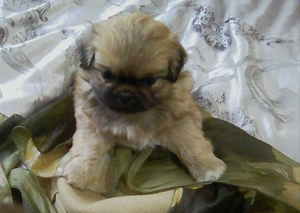 Продается щенок породы Пекинес #1675741