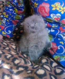 котенок скотишш фолд #1679287