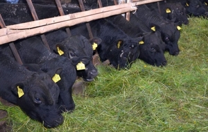 Бычки,  телки,  бараны,  козы,  лошади #1680981