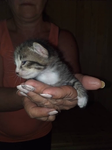 Отдам котят от элитного папаши #1689819