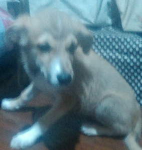 Продам щенка #1692854