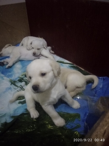  Готовы к продаже щенки Лабрадора  #1692339