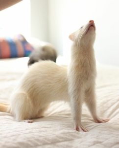 Куплю хорька #1697578