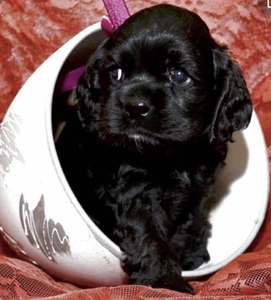 Американский Кокер Спаниель (ЩЕНКИ) #1697721