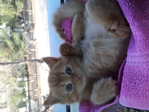 Продаем маленьких котят #1698750