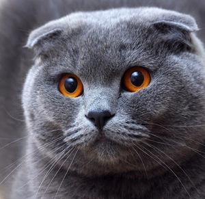 Срочно продаю Кота Шатланский Пародистый  #1697758