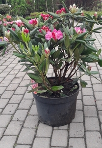 Продаётся Садовое растение Рододендрон Азалия от Bahor Gullari! #1680890