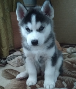 Щенки Сибирской Хаски #1701237