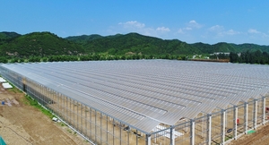 Стеклянный тепличный комплекс #1700996