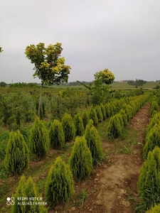 Выполним работы по озеленению #1706317