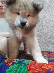 Клубные щенки Акиты-ину #1714824