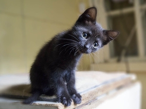 Пристраиваю котят #1716601