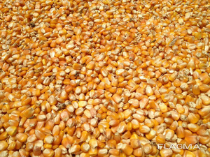 продается кукуруза оптом #1716513