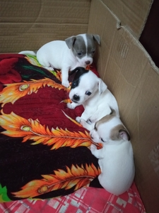 Продаю щенков породы чихуахуа #1719003