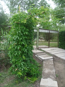 Дача в Янгиюльском районе #1725636