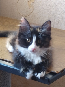 Отдам даром милых и послушных котят  #1725512