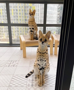 продаются роскошные сервалы #1725819