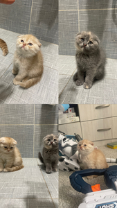 Скоттиш Фолд #1726321