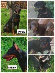продаются щенки добермана #1726451