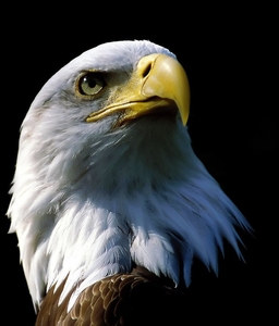 МАСТЕР УНИВЕРСАЛ #1731540