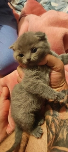 Кошка порода  #1735786