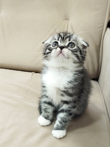 Scottish fold #1735976