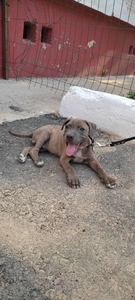 Продается Стаффордширский терьер  #1738840