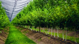 O'simliklarni himoya qilish qoplama (защитная сетка для растений) #1700297