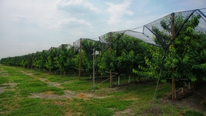 Bog'lar uchun yog'och konstruktsiyalar (деревянные конструкции для садов) #1700298