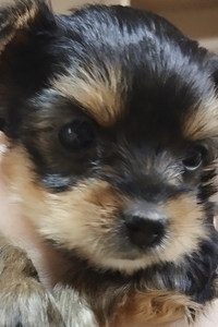 Йоркширский терьер готовятся к продаже  #1739497