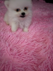 Продаются шпицы померанского шпица #1739646