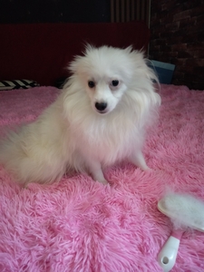 Продается щенок немецкого шпица #1739647