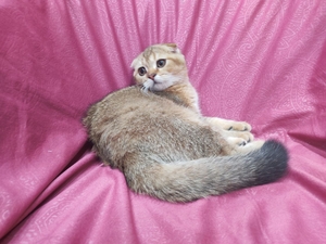 Продаётся котёнок  скоттиш фолд  #1739578